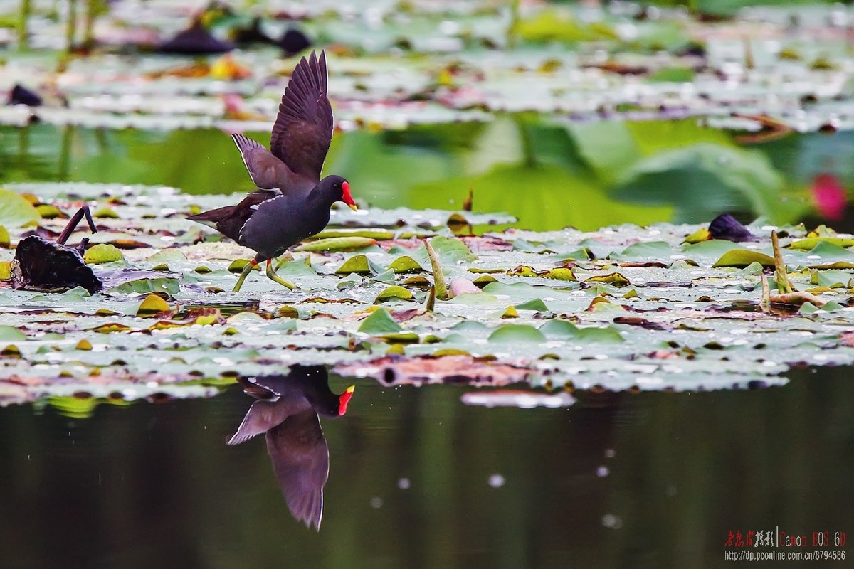 雨中荷上黑水鸡