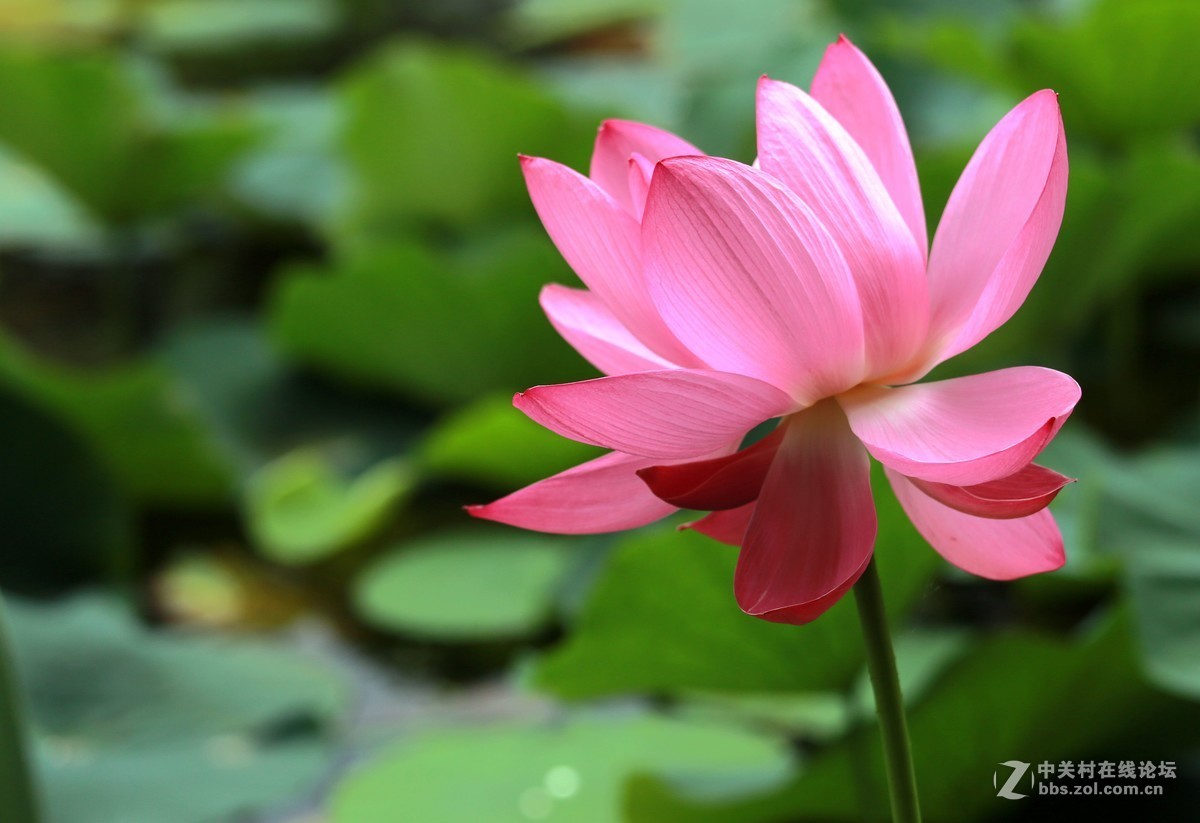 为家乡星空(中国)尽微薄之力吧。