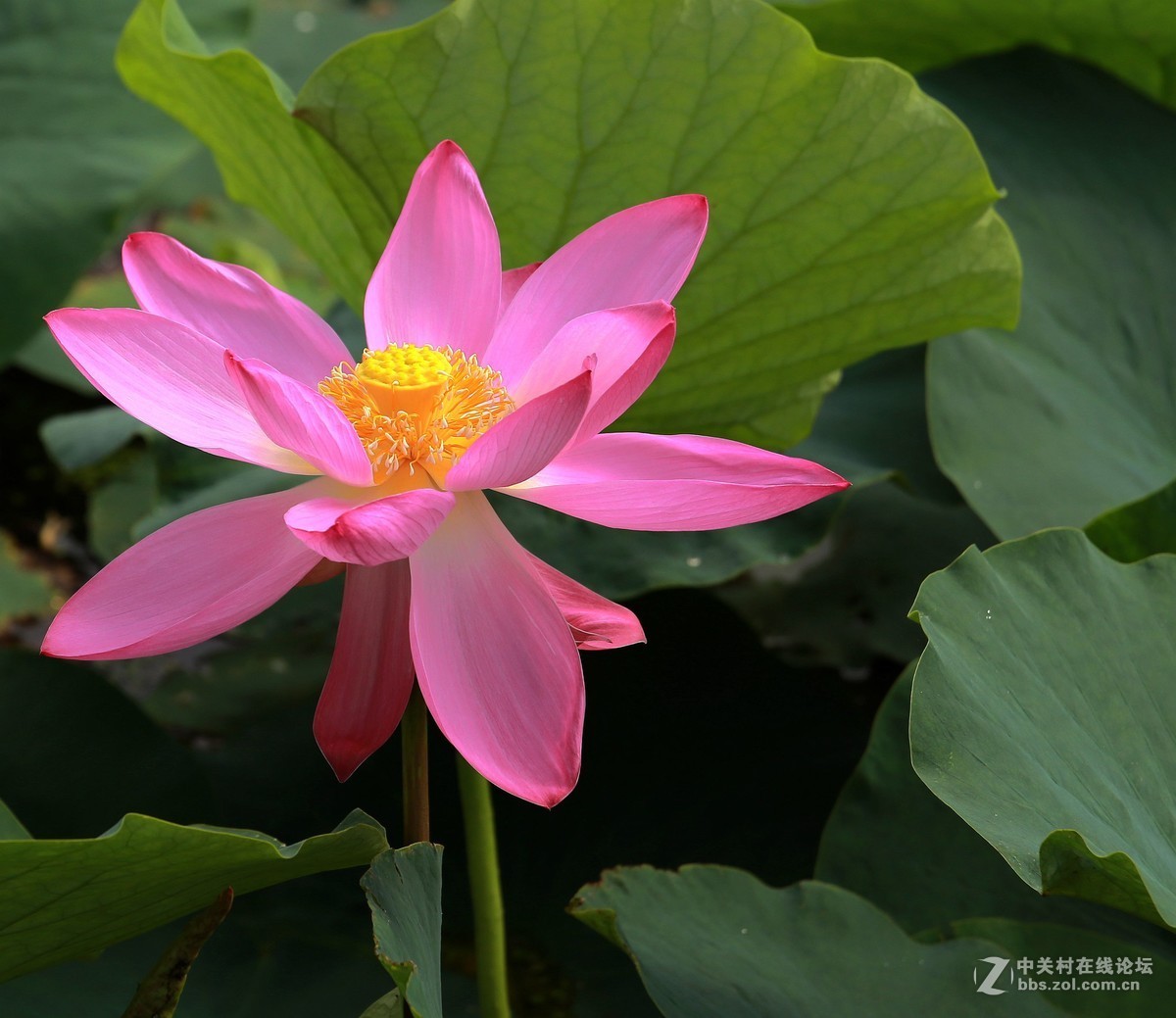 为家乡星空(中国)尽微薄之力吧。