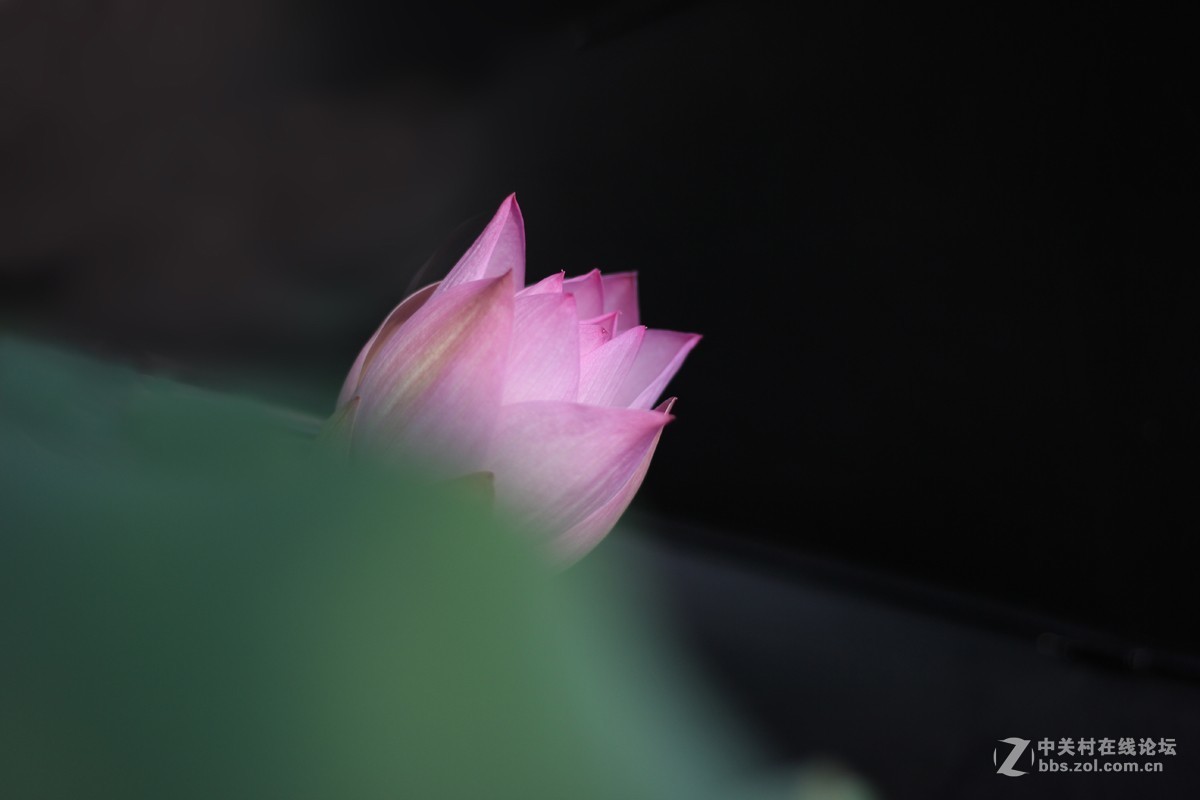 夏日荷花镜里香