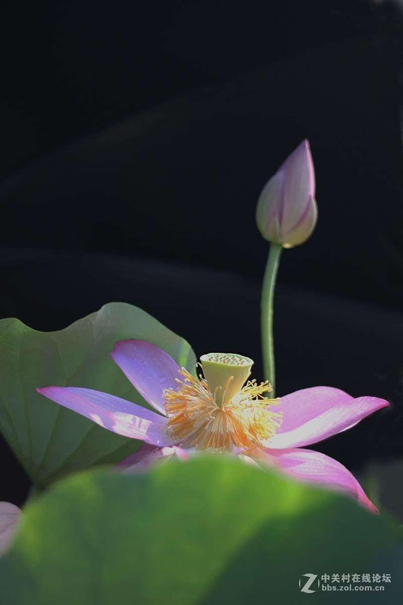 夏日荷花镜里香