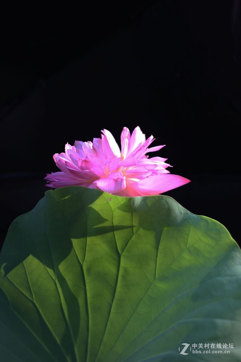 夏日荷花镜里香