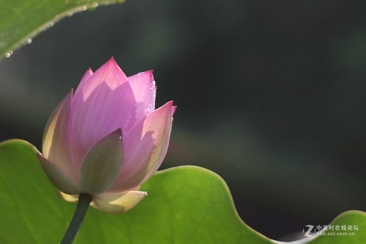 夏日荷花镜里香