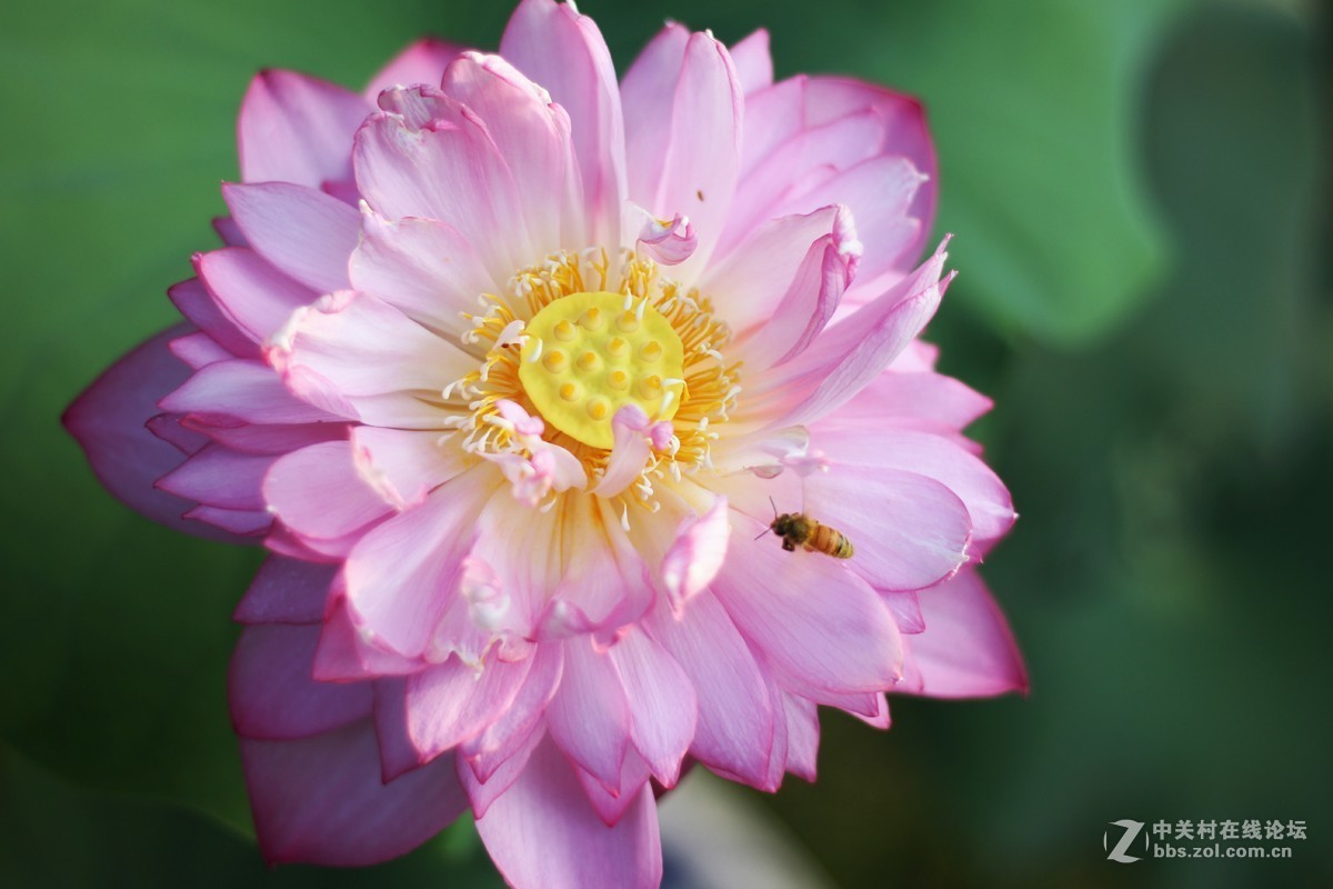 夏日荷花镜里香