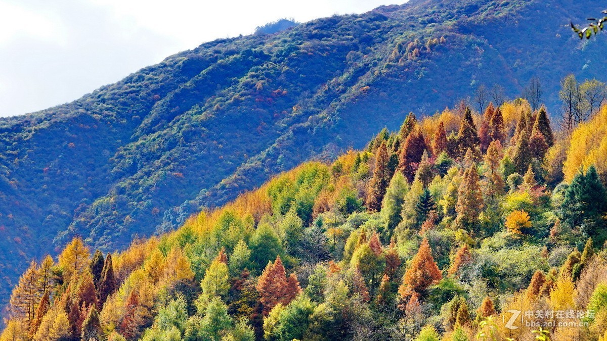 四川臥龍自然保護區彩林雪山