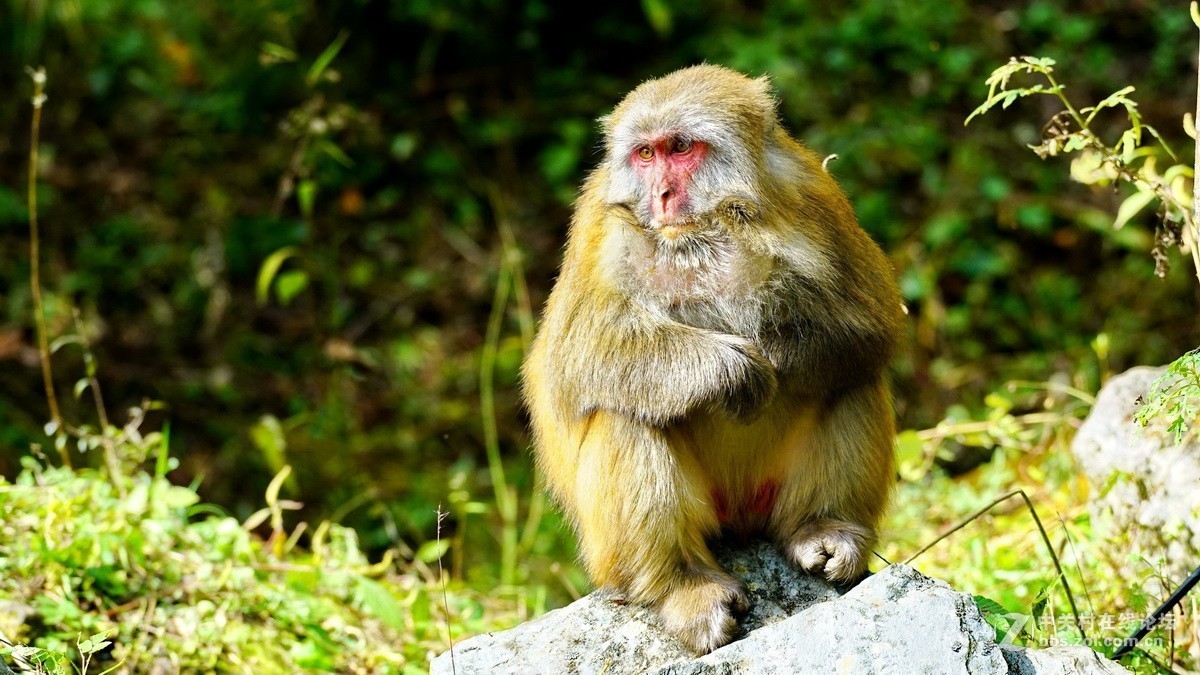 四川卧龙自然保护区彩林雪山