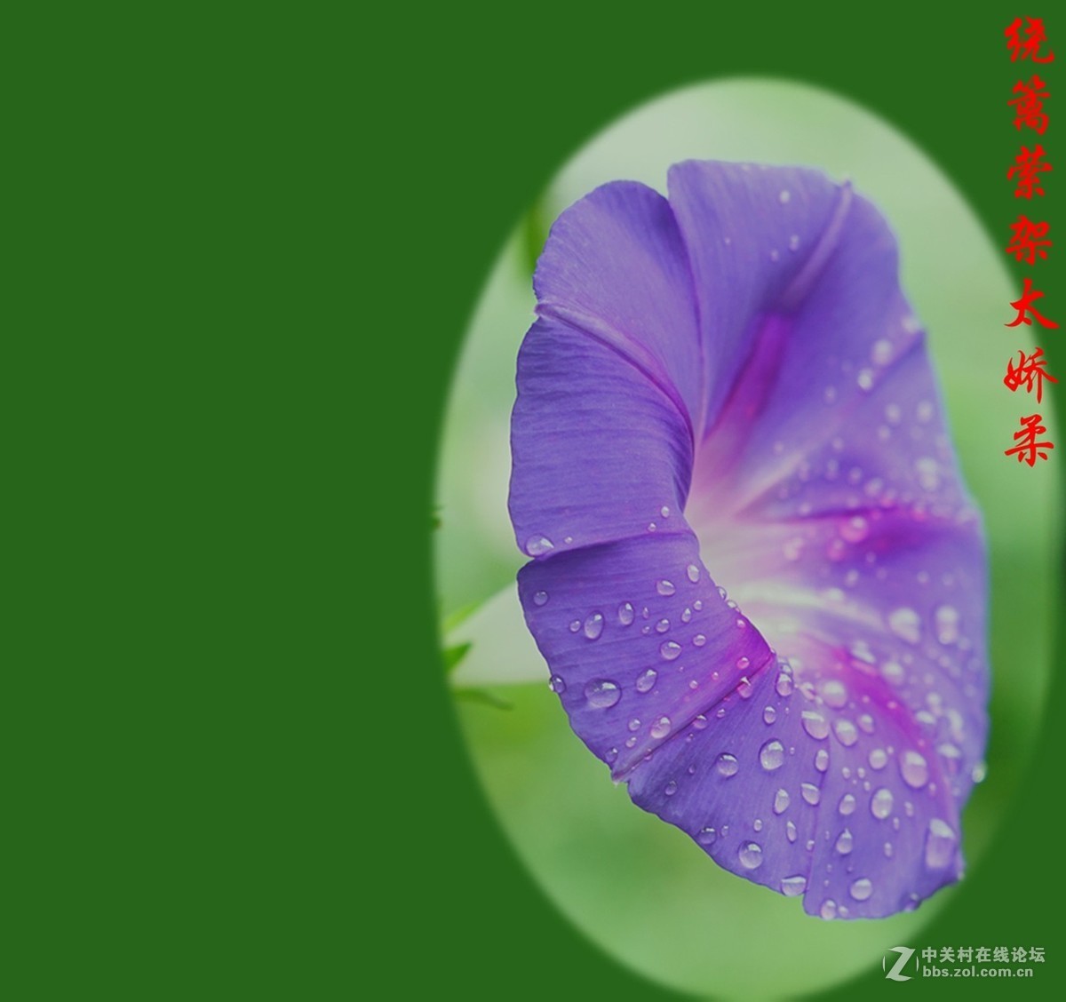 牵牛花