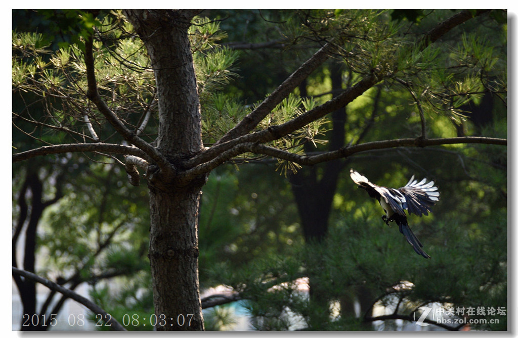 泰丰公园重现蓝天白云