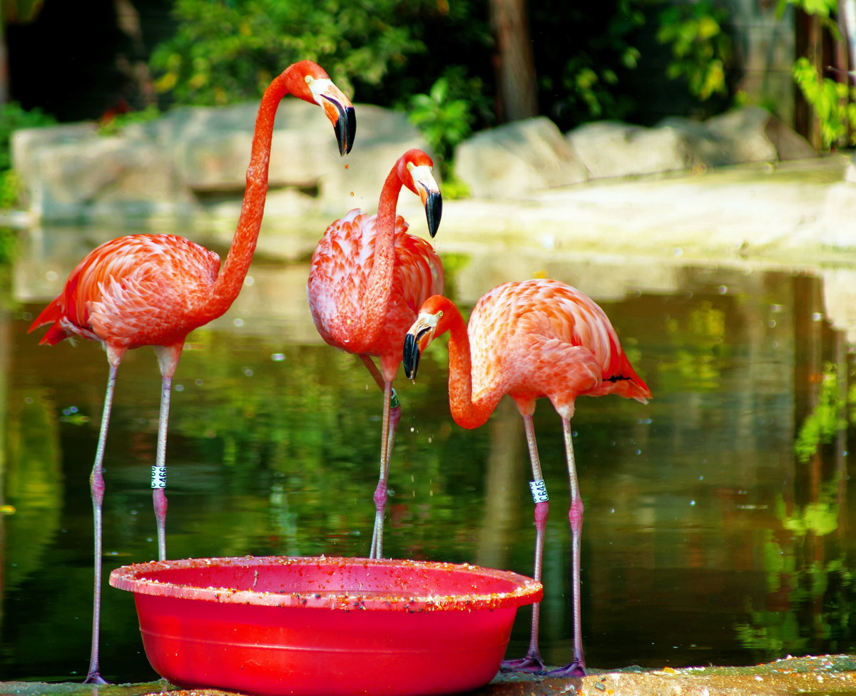 火烈鸟“红鹤”。。。。。。。。。。