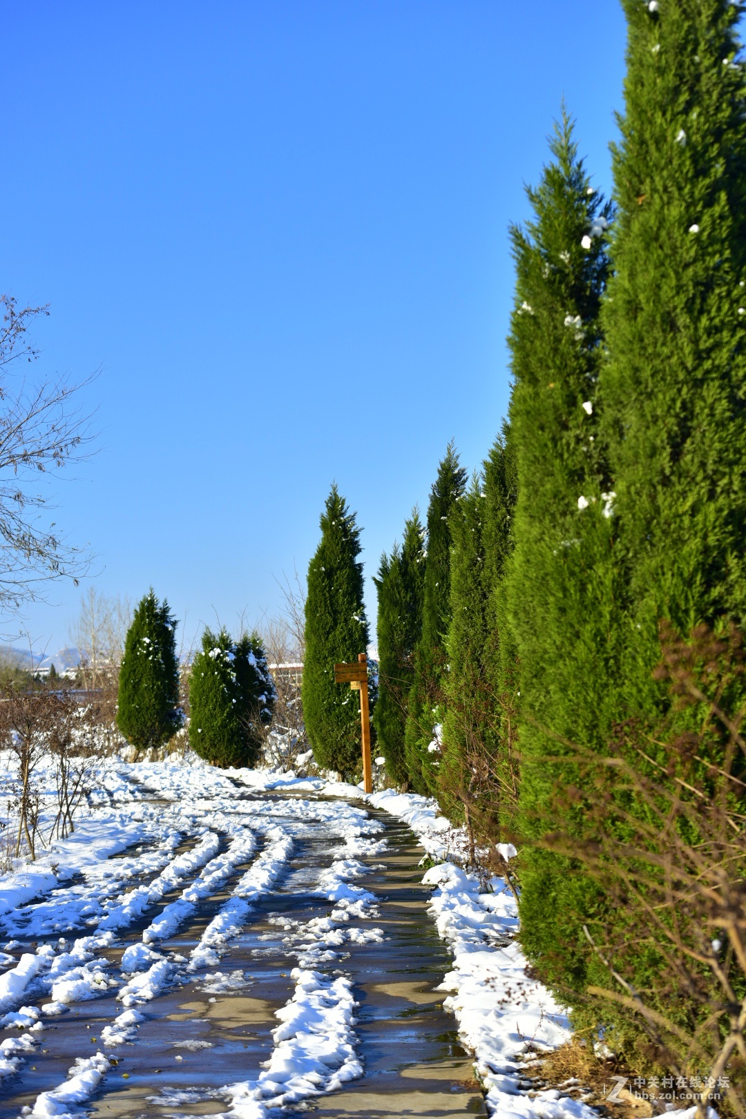 750 70-200,,2015年第一场大雪后的诸葛亮公园。