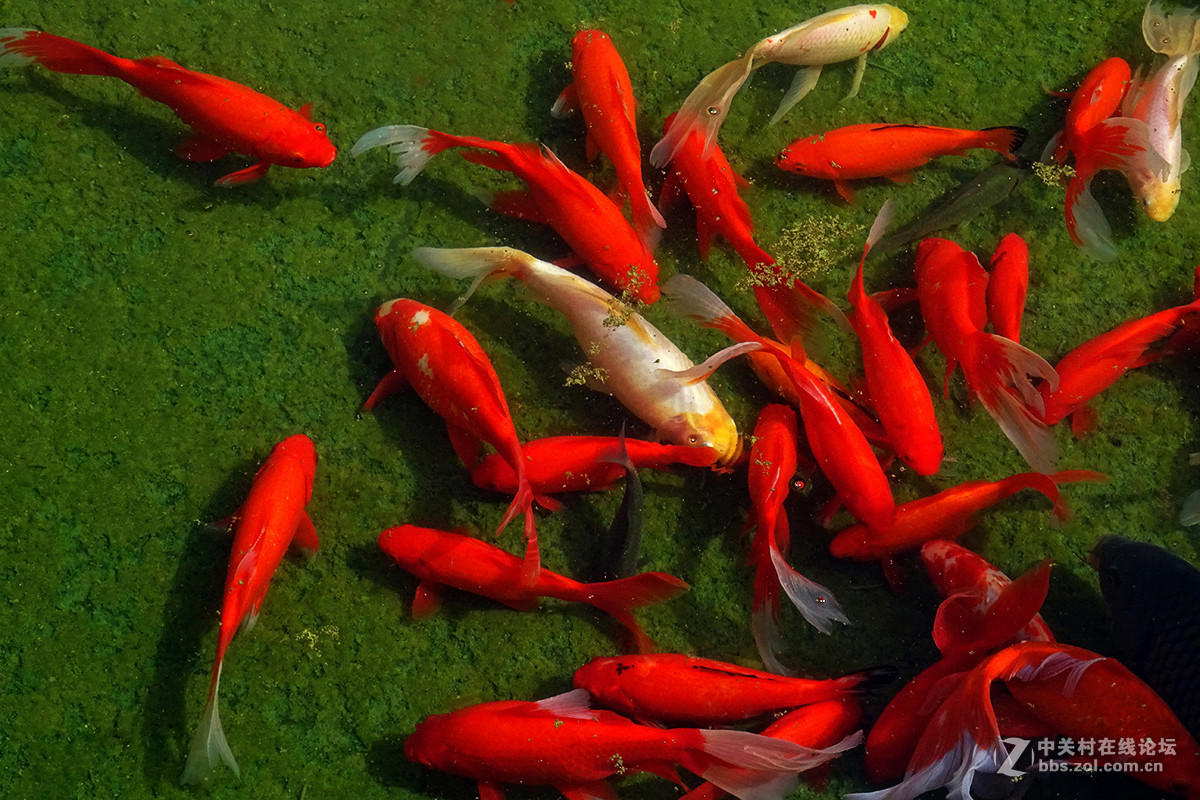 【   鱼游秋水  】