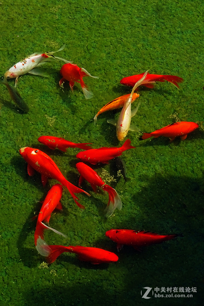 【   鱼游秋水  】