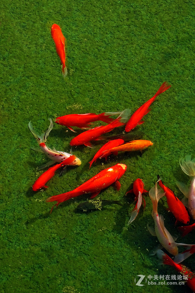 【   鱼游秋水  】