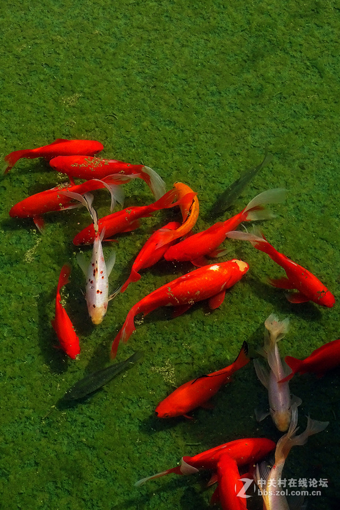 【   鱼游秋水  】