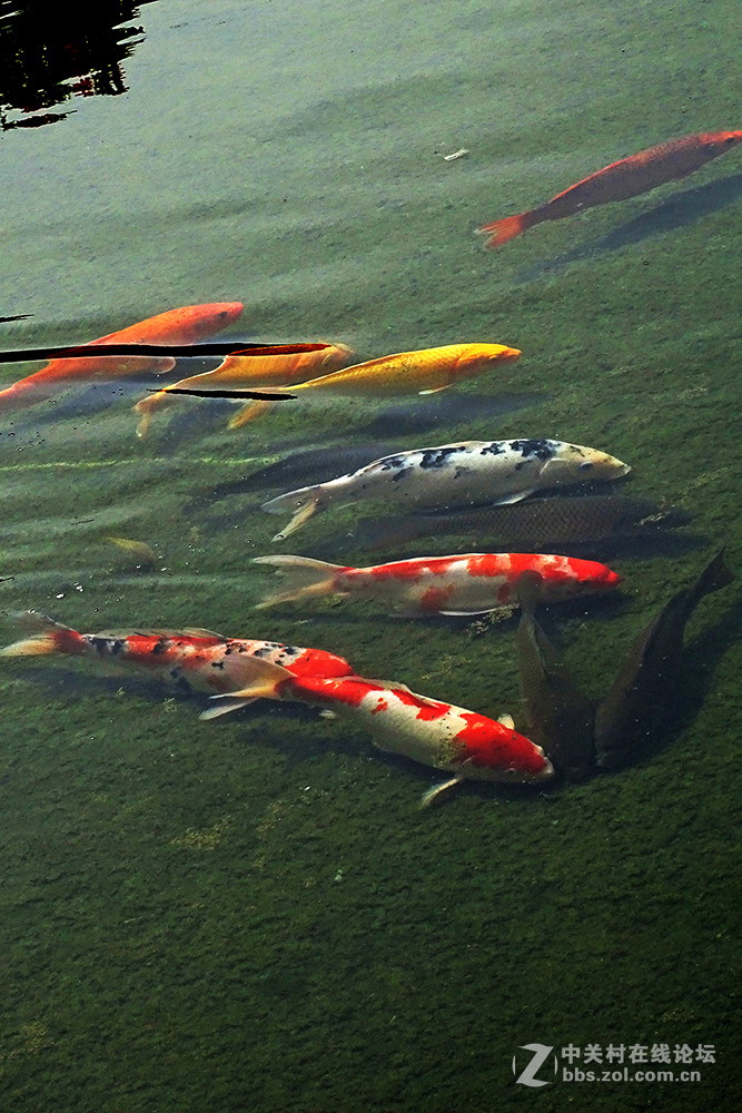 【   鱼游秋水  】