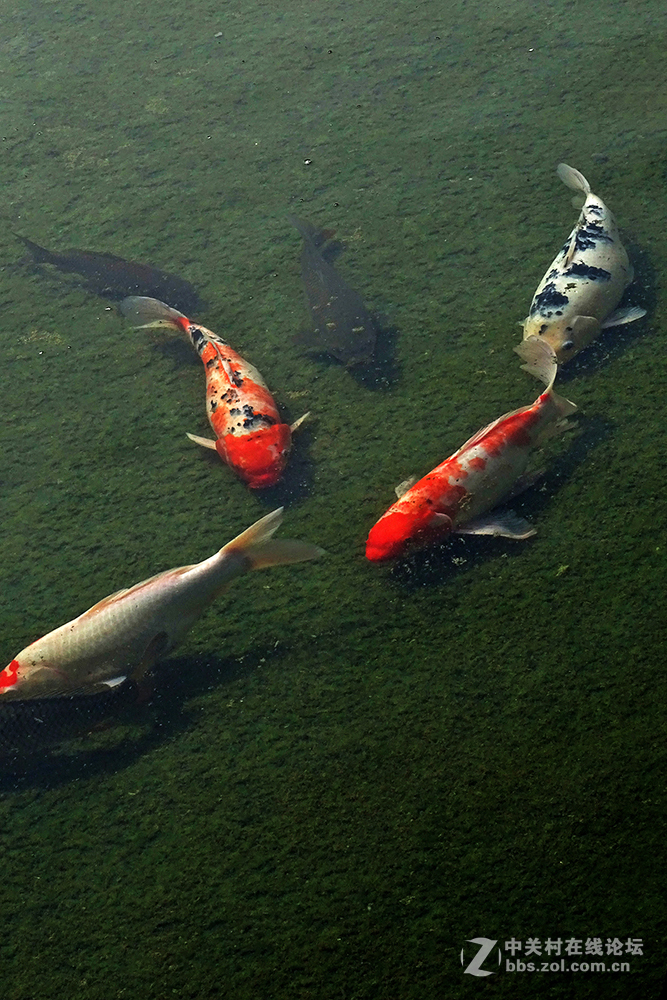 【   鱼游秋水  】