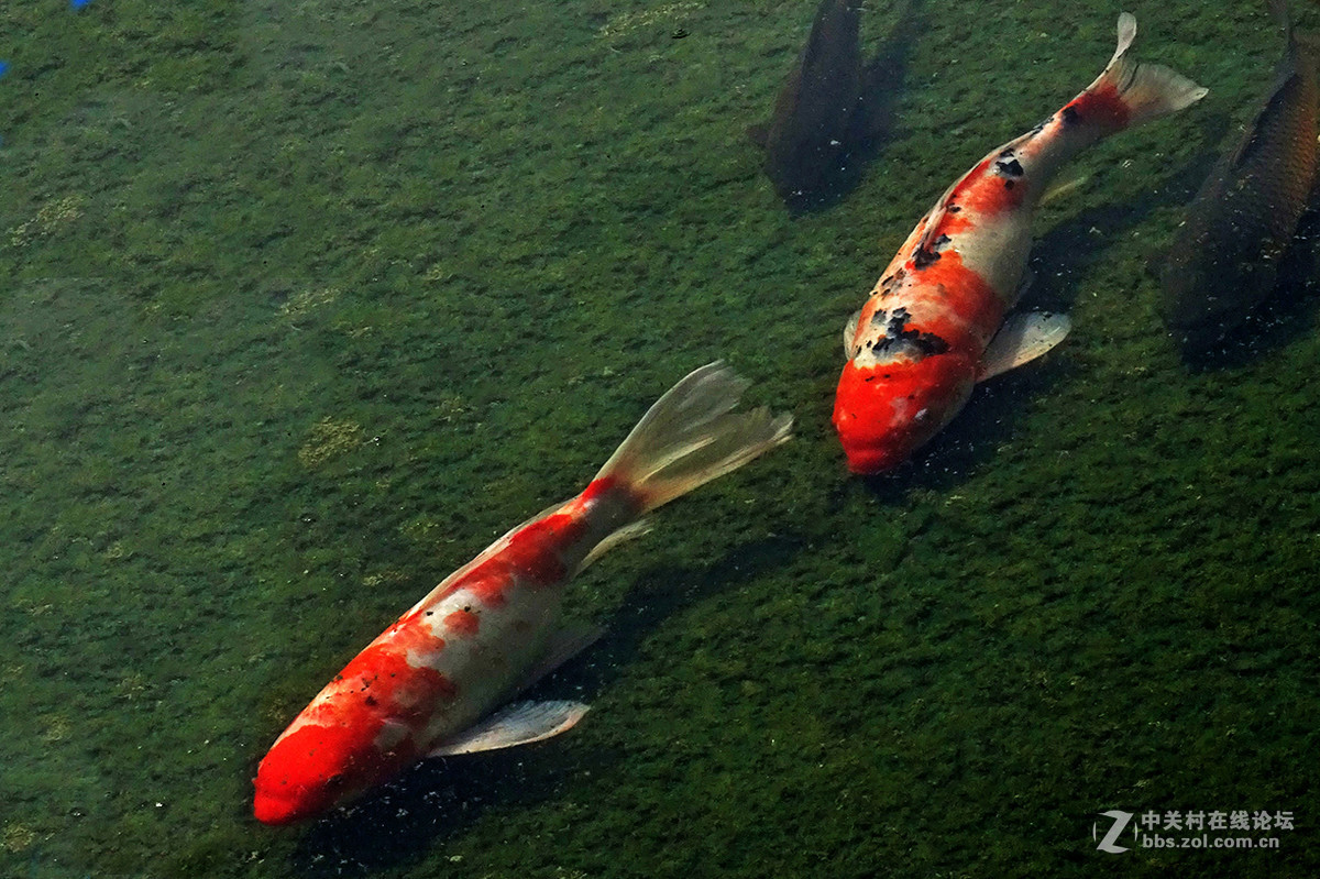 【   鱼游秋水  】