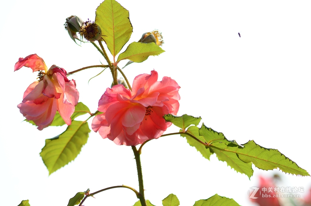 值得购买的牛头