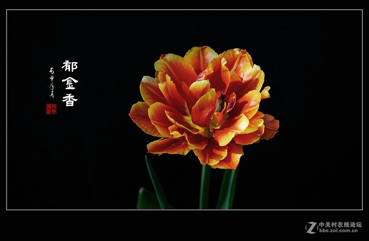 中山公园郁金香(a7RII)--恭贺“晚之秋”好友荣任佳能5DsR版主！