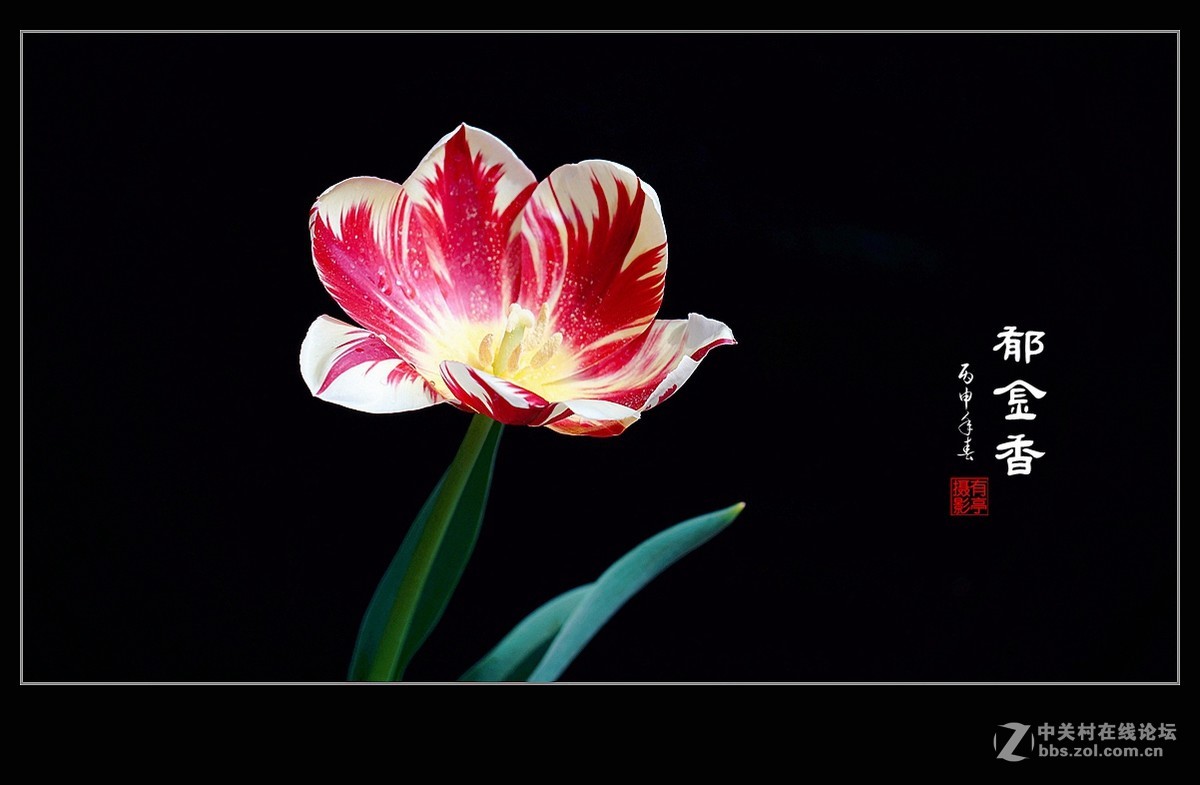 中山公园郁金香(a7RII)--恭贺“晚之秋”好友荣任佳能5DsR版主！