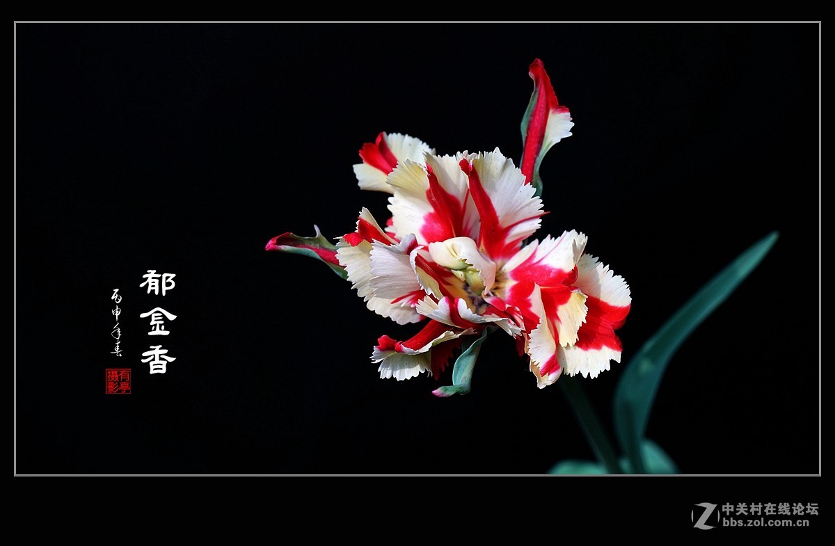 中山公园郁金香(a7RII)--恭贺“晚之秋”好友荣任佳能5DsR版主！