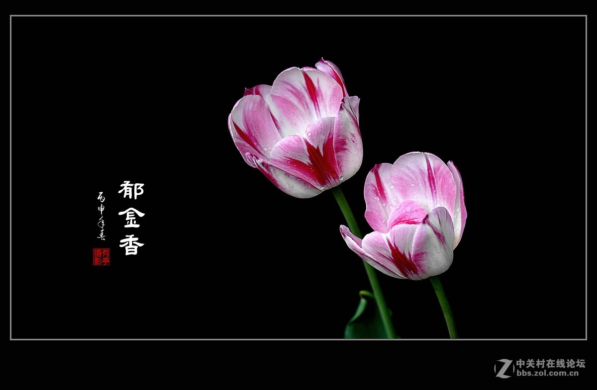 中山公园郁金香(a7RII)--恭贺“晚之秋”好友荣任佳能5DsR版主！