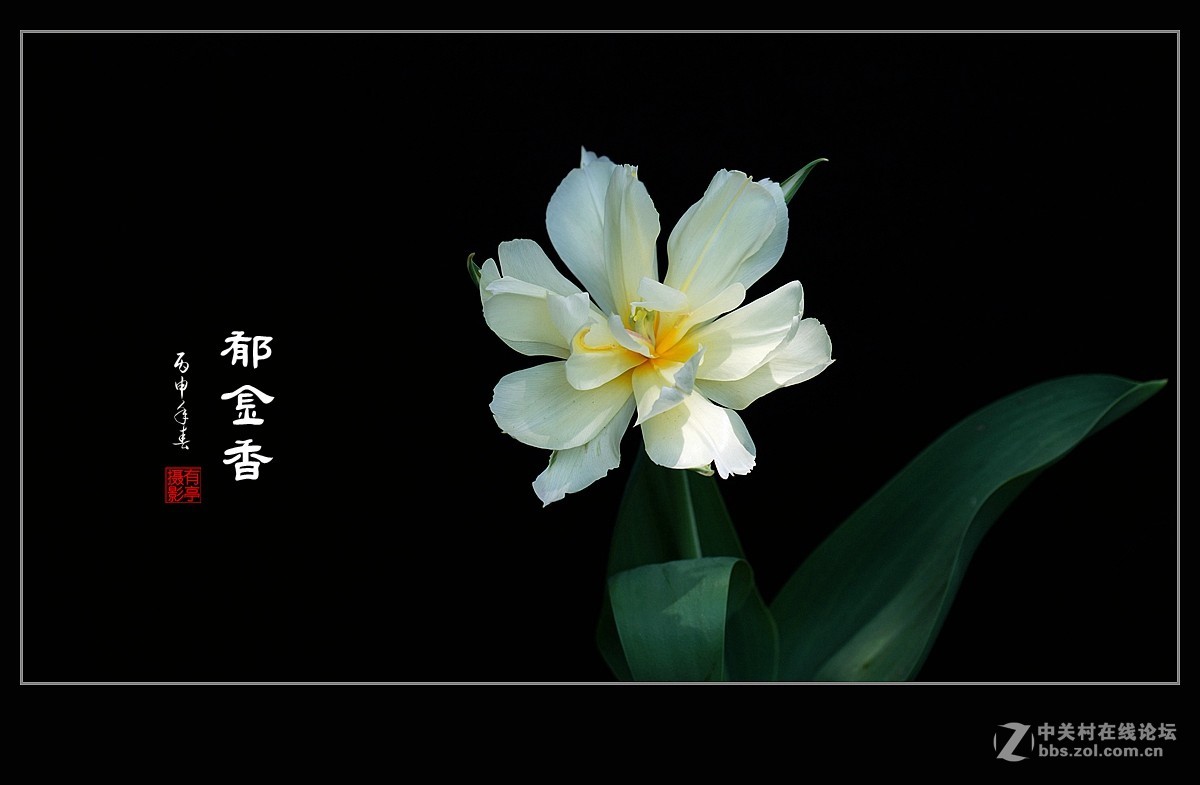 中山公园郁金香(a7RII)--恭贺“晚之秋”好友荣任佳能5DsR版主！