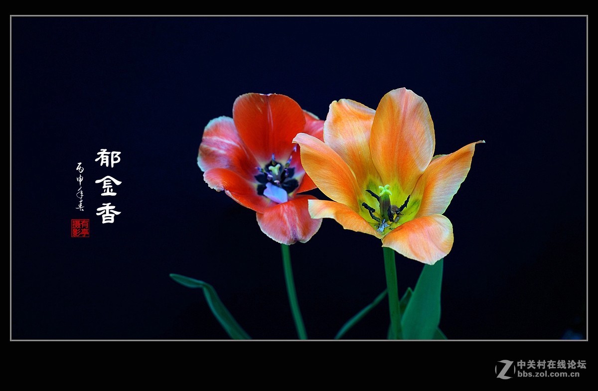 中山公园郁金香(a7RII)--恭贺“晚之秋”好友荣任佳能5DsR版主！