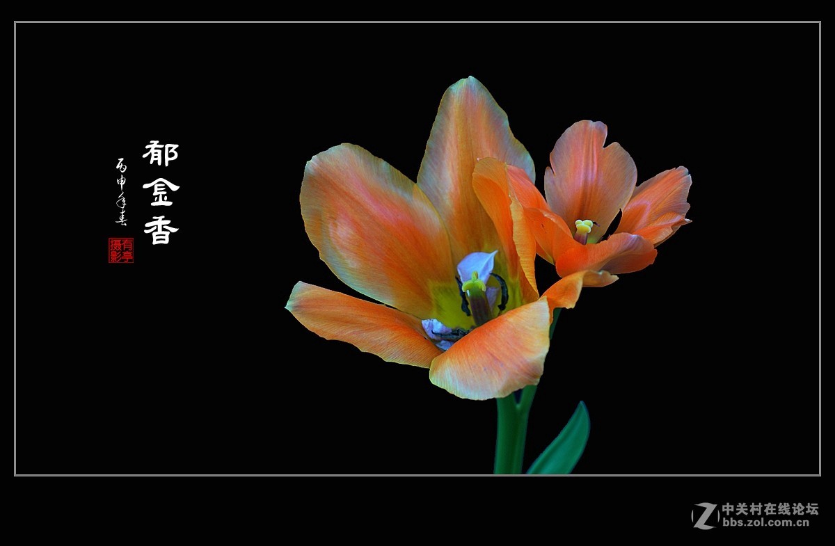 中山公园郁金香(a7RII)--恭贺“晚之秋”好友荣任佳能5DsR版主！