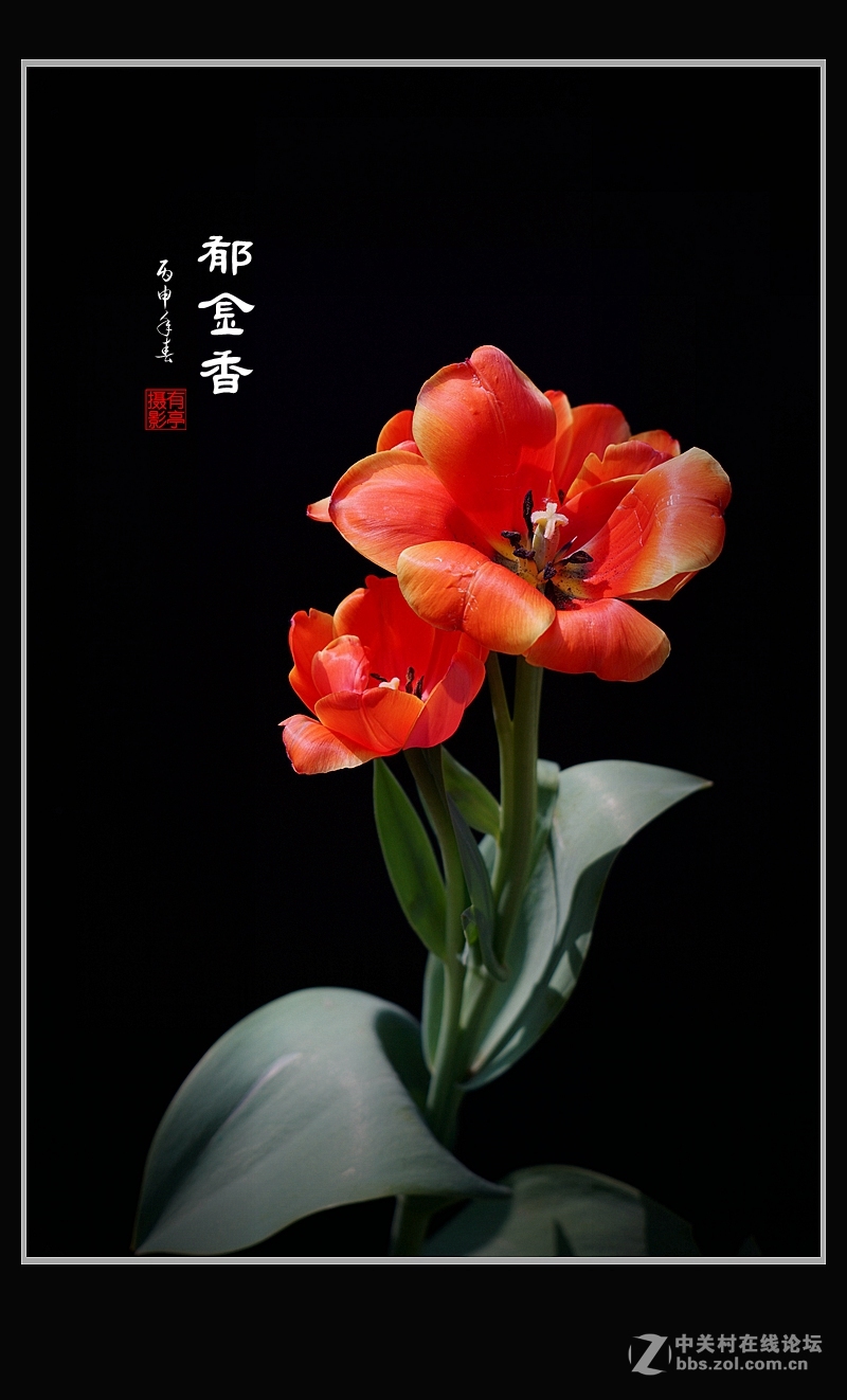 中山公园郁金香(a7RII)--恭贺“晚之秋”好友荣任佳能5DsR版主！