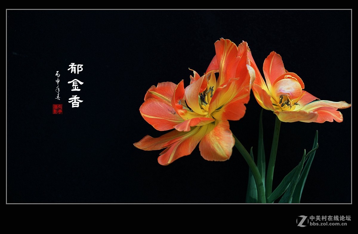 中山公园郁金香(a7RII)--恭贺“晚之秋”好友荣任佳能5DsR版主！