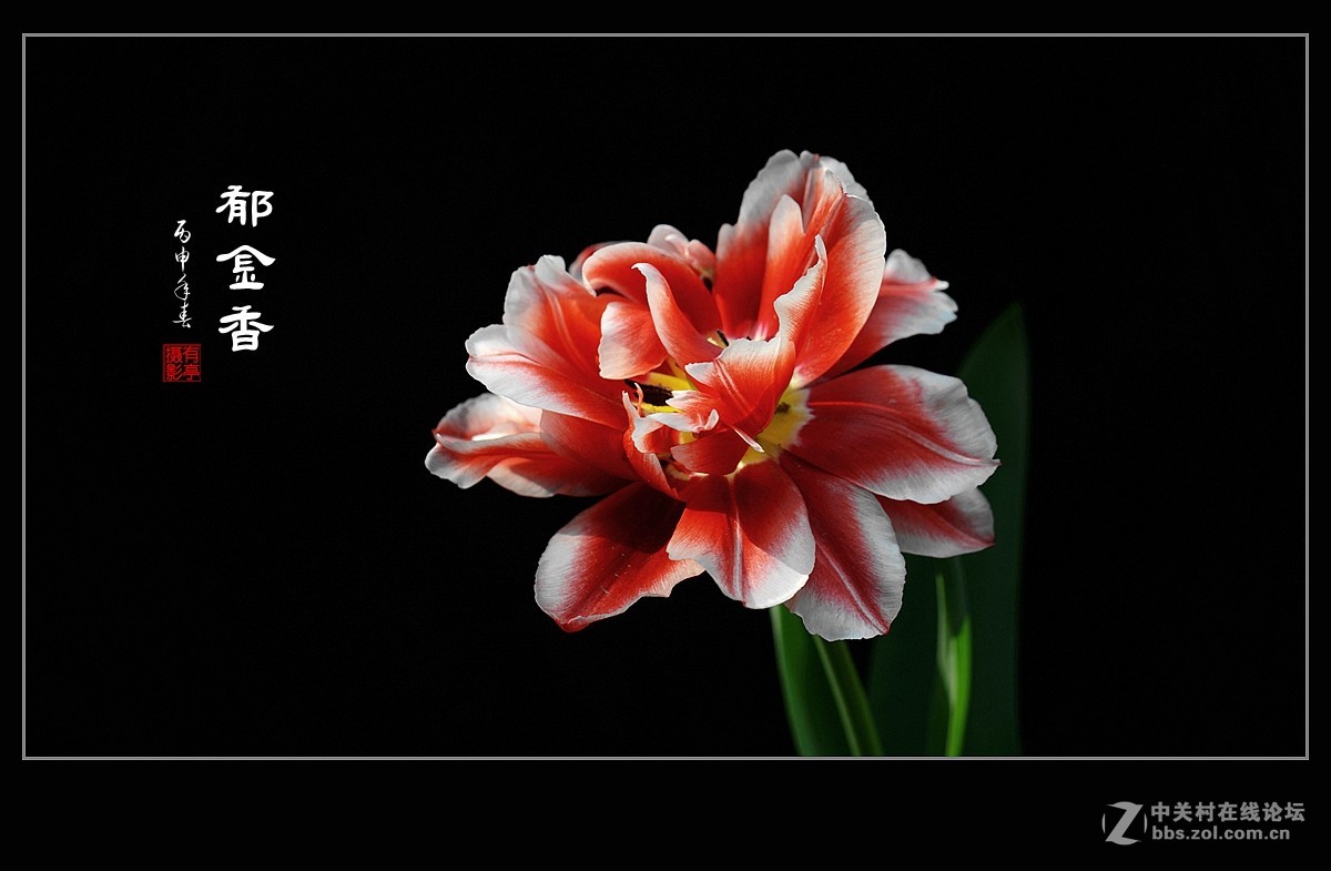 中山公园郁金香(a7RII)--恭贺“晚之秋”好友荣任佳能5DsR版主！