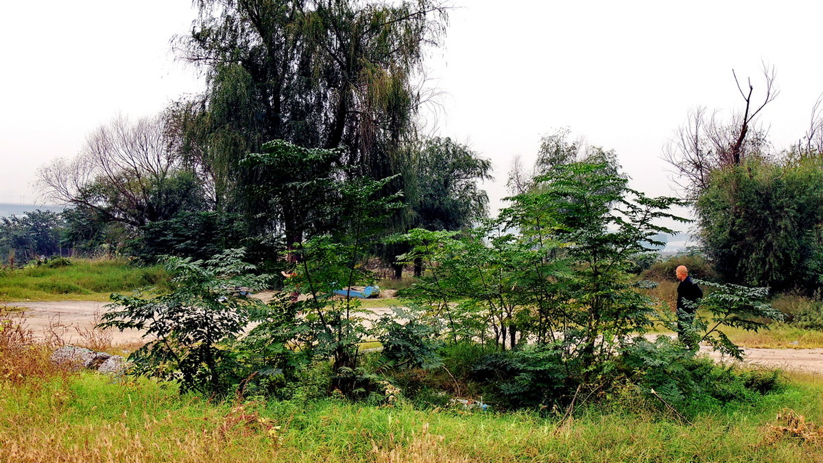 渭河边的路与树