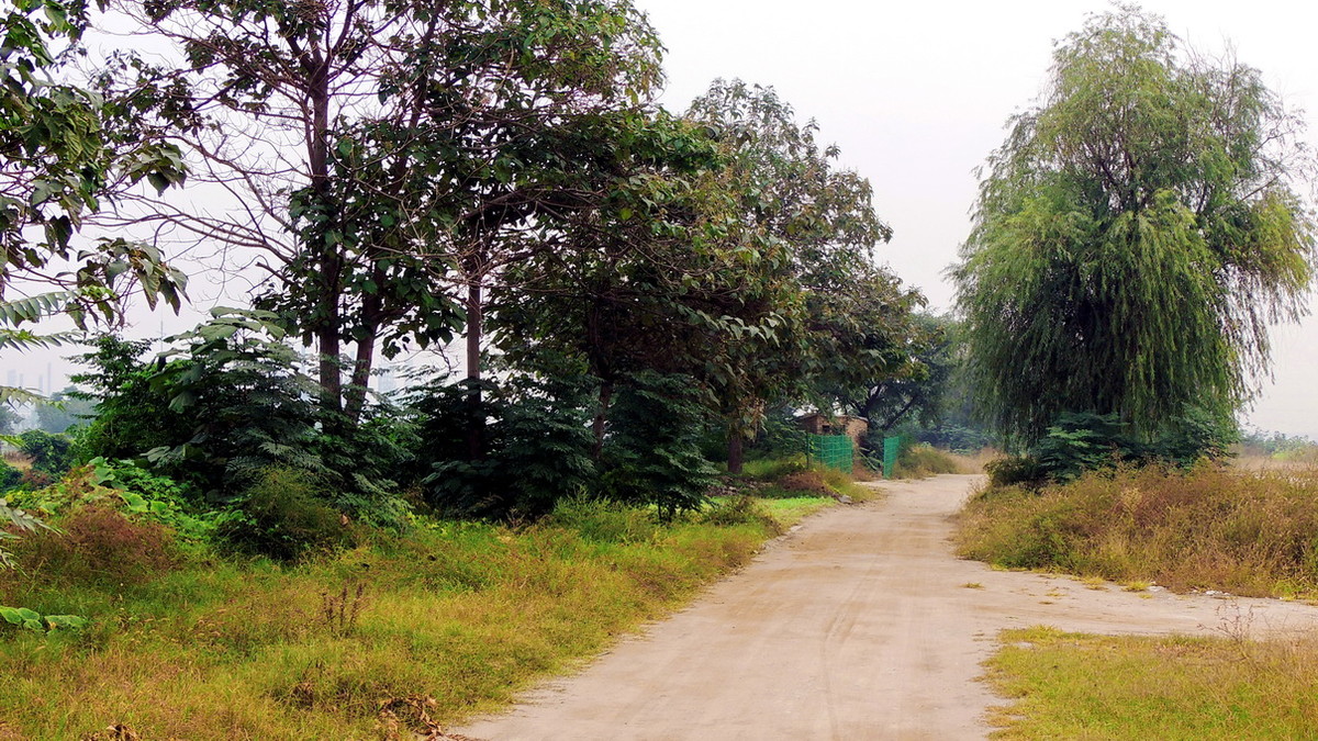 渭河边的路与树