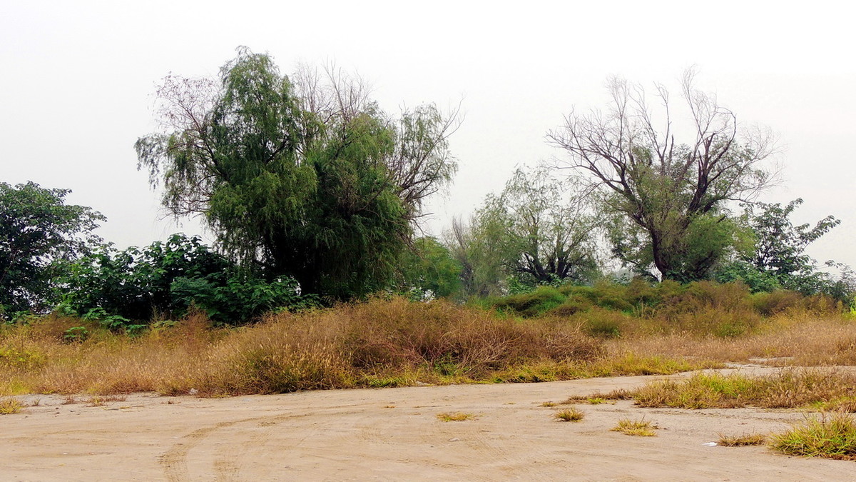 渭河边的路与树