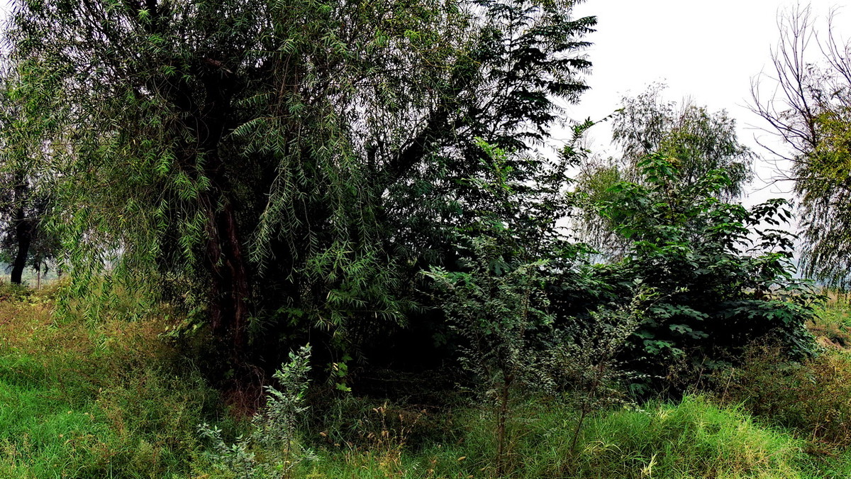 渭河边的路与树