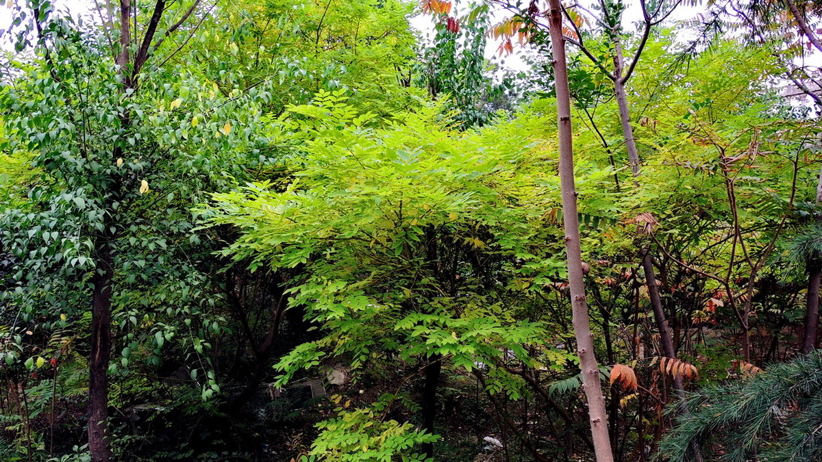 渭河边的路与树