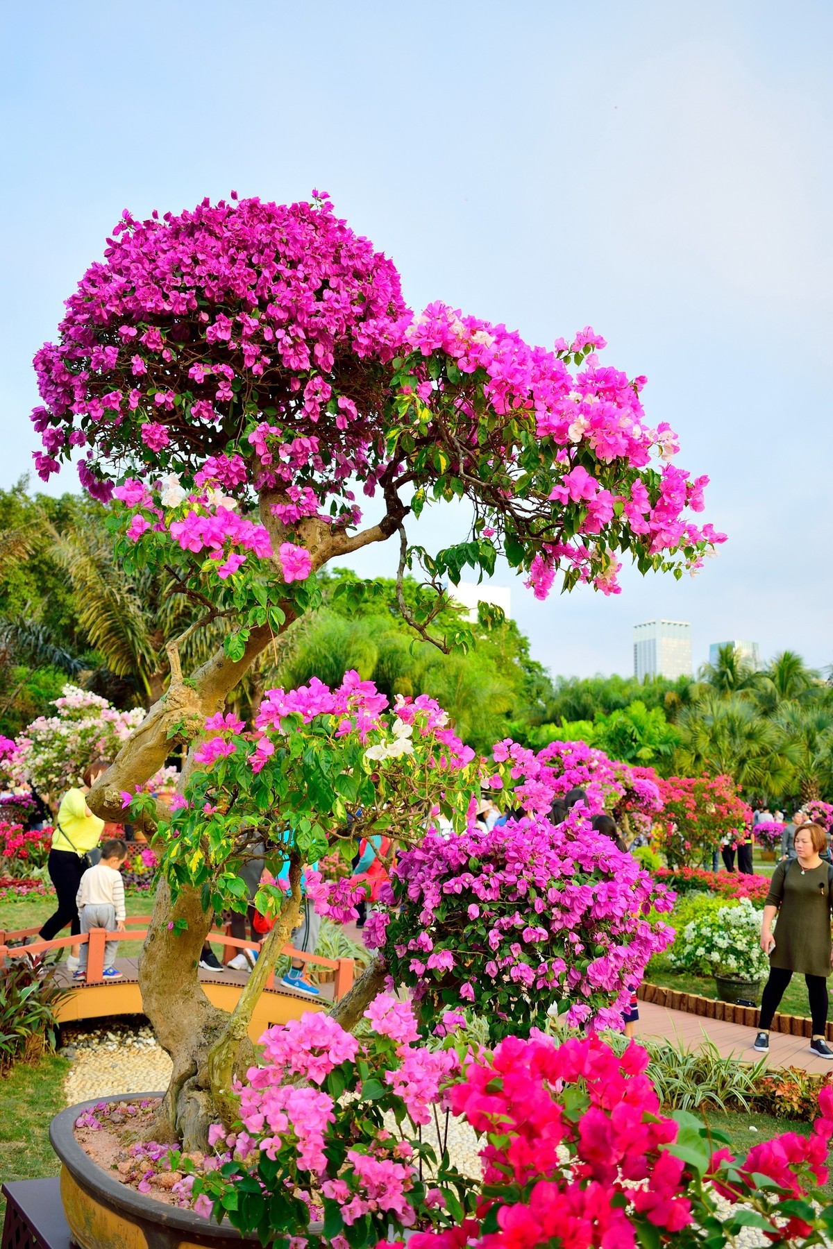 营口首届杜鹃花展图片