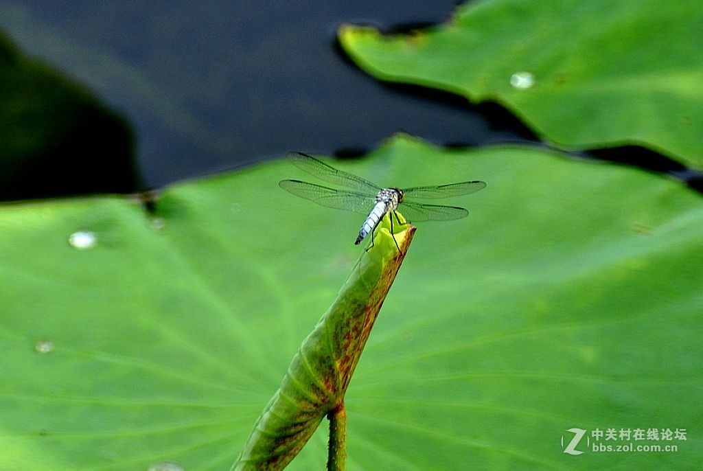 蜻     蜓 --------------。