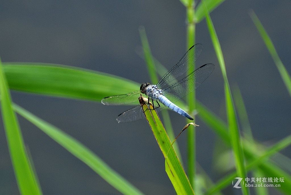 蜻     蜓 --------------。