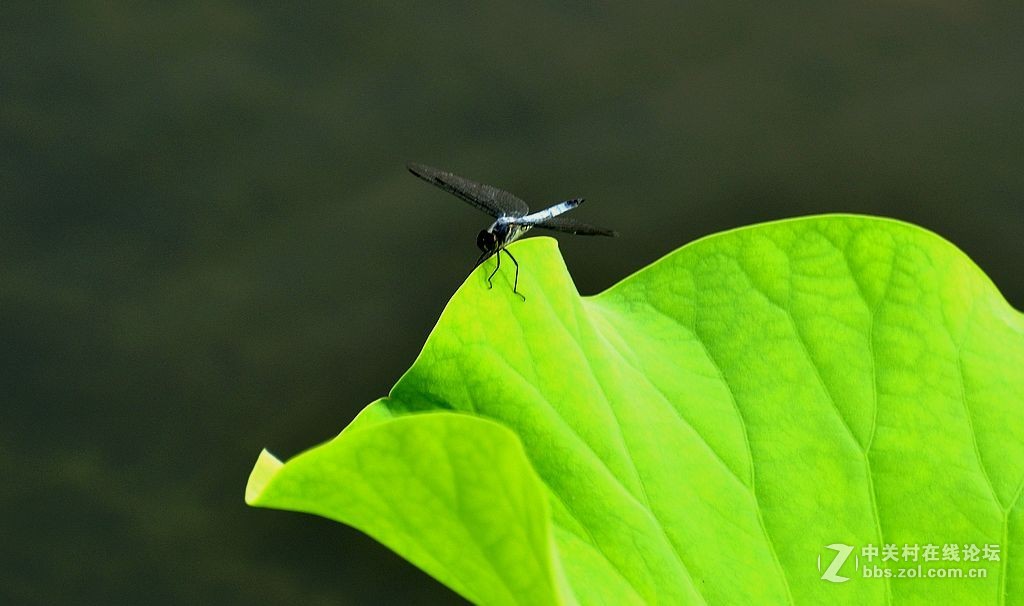 蜻     蜓 --------------。