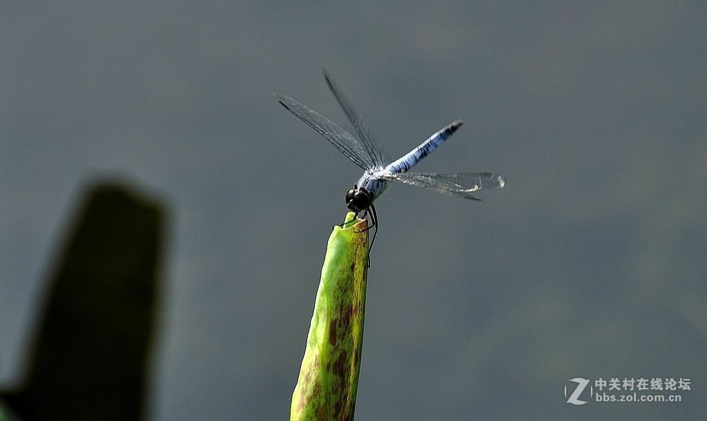 蜻     蜓 --------------。
