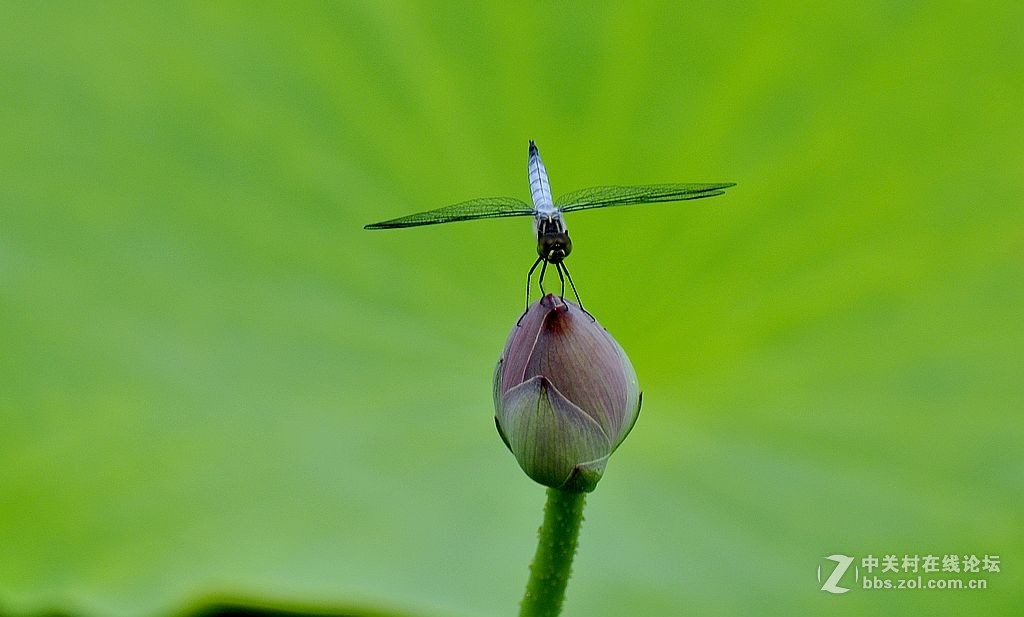 蜻     蜓 --------------。