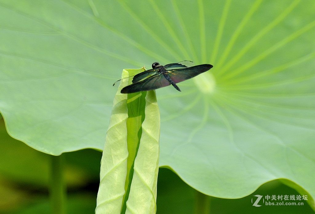 蜻     蜓 --------------。