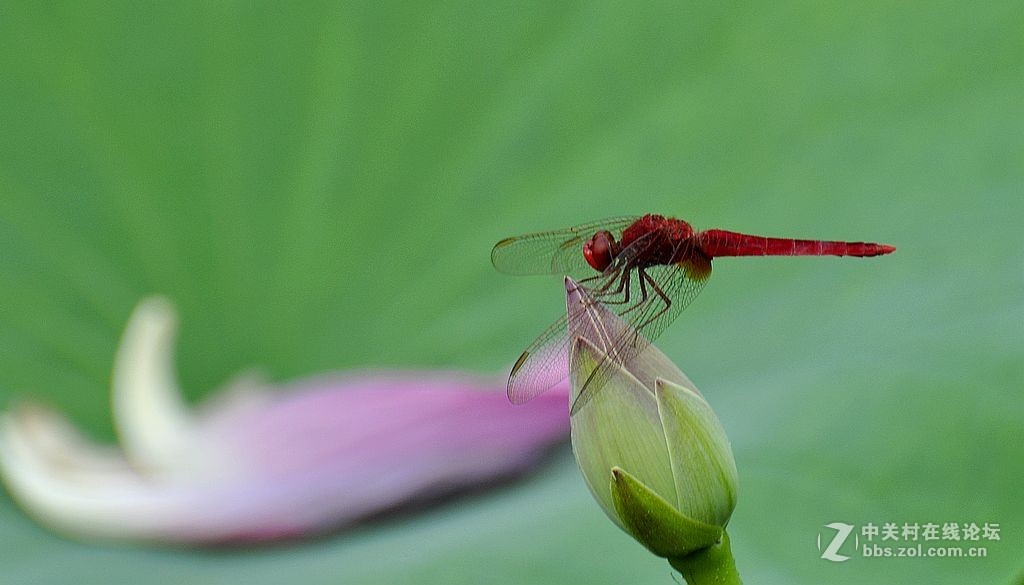 蜻     蜓 --------------。