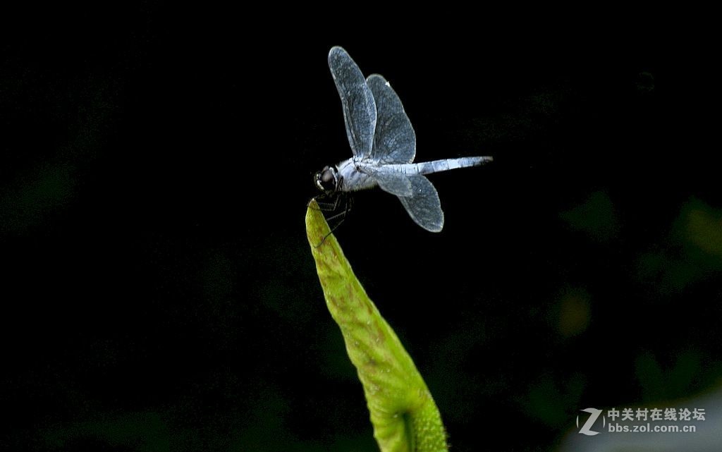 蜻     蜓 --------------。
