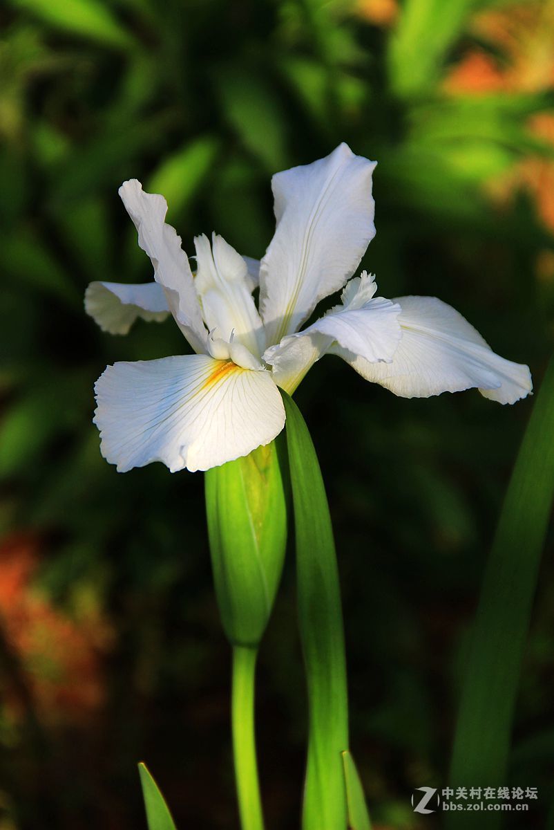 鳶尾花4