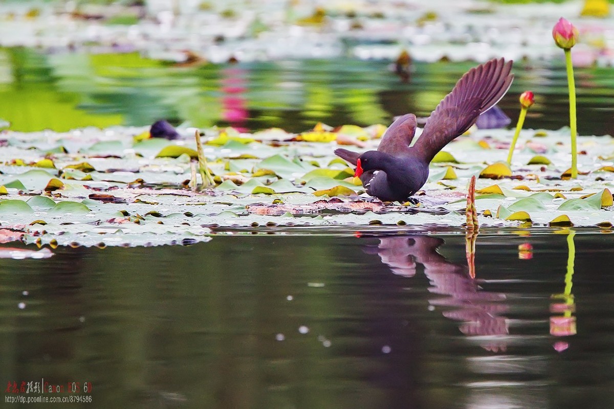 雨中荷上黑水鸡