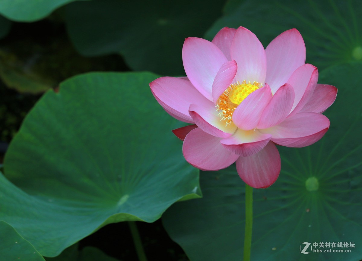 为家乡星空(中国)尽微薄之力吧。