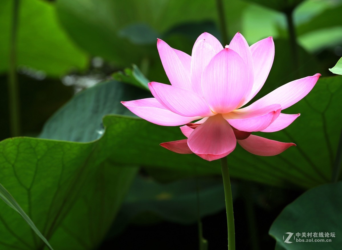 为家乡星空(中国)尽微薄之力吧。